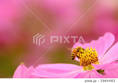 秋のシアワセ… 5964483