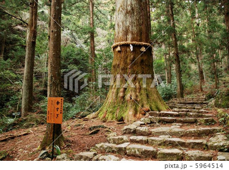 愛知県新城市鳳来寺山の傘杉 5964514