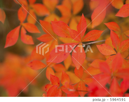 紅葉したドウダンツツジ 5964591