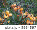 柿 5964597