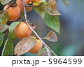 柿 5964599