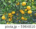 蜜柑 5964810