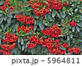 ピラカンサ 5964811
