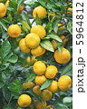 蜜柑 5964812