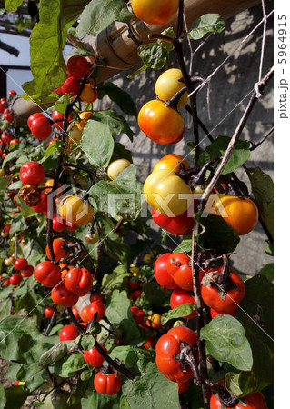 平茄子 平茄子 5964915