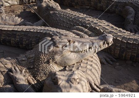 わに わに 5964921