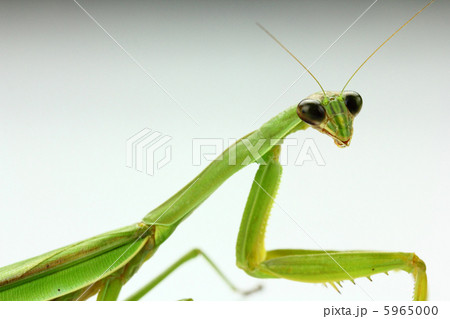 カマキリ カマキリ 5965000
