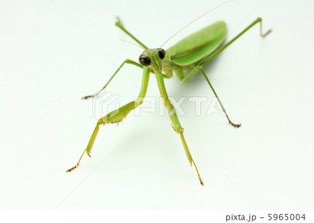 カマキリ 5965004
