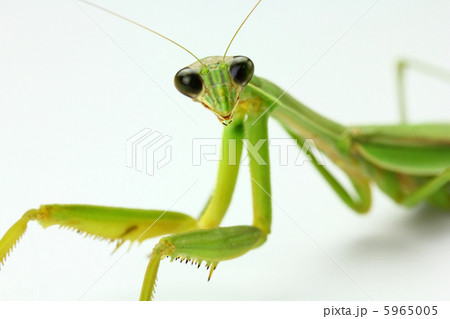 カマキリ 5965005