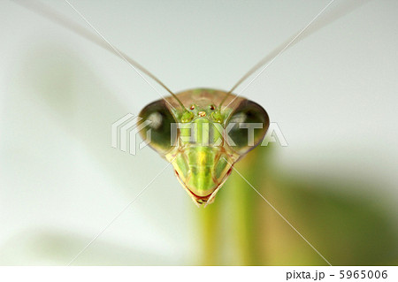 カマキリ 5965006