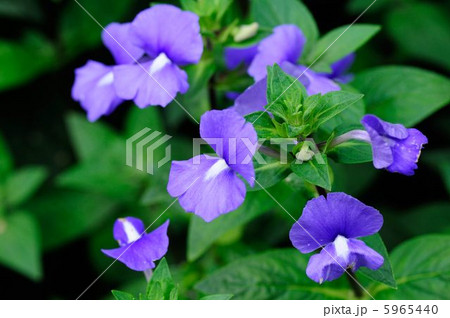 ブルーキャッツアイ 5965440