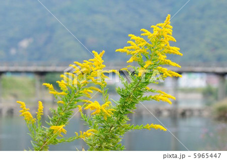 セイタカアワダチソウ 5965447