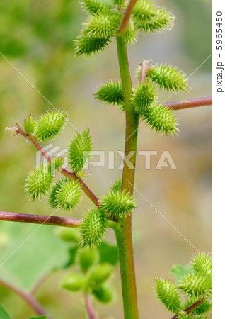 オオオナモミ オオオナモミ 5965450