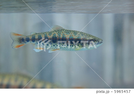 山女魚 5965457