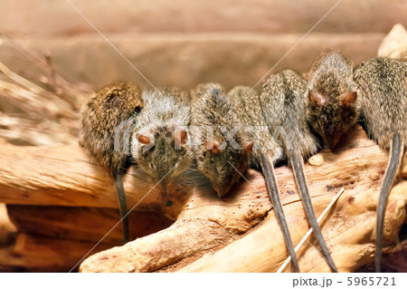 mouses mouses 5965721