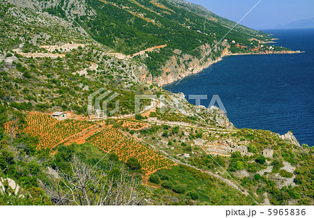 Vineyards, southern coast of Hvar, Croatia 5965836