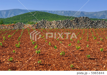 New vineyards, north of Hvar island, Croatia New vineyards, north of Hvar island, Croatia 5965844