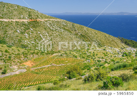 Vineyards, southern coast of Hvar, Croatia 5965850
