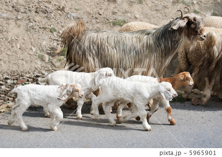 Kids goat and kashmir (pashmina) goats from India 5965901