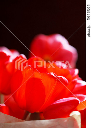 tulips tulips 5966396