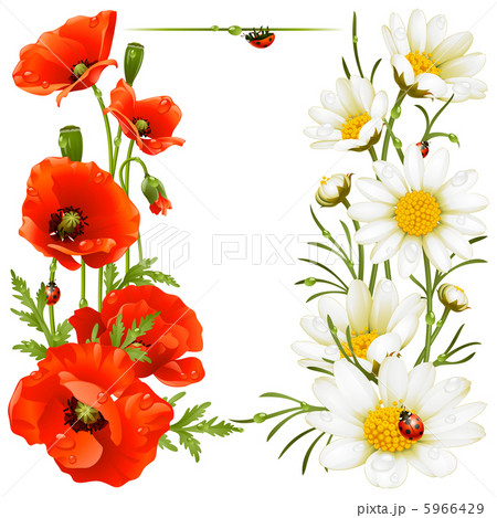 Poppy and Camomile design elements 5966429