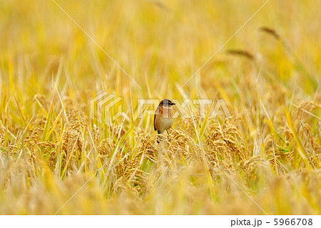 ノビタキ 5966708