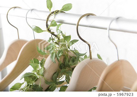 植物の絡まるハンガー 植物の絡まるハンガー 5967923