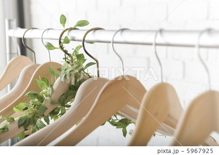 植物の絡まるハンガー 5967925