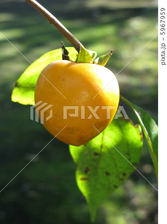 カキノキの実 5967959