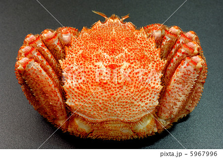 おいしい北海道産の毛ガニ 5967996