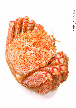 おいしい北海道産の毛ガニ 5967998