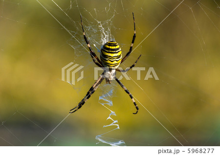 ナガコガネグモ ナガコガネグモ 5968277