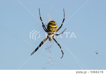 ナガコガネグモ 5968278