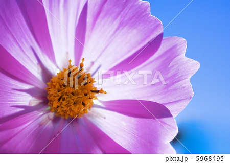 コスモスの透き通った花びら 5968495