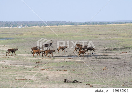 鹿の仲間アンテロープの群れ 5968502