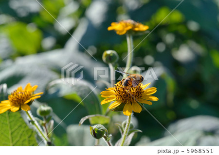ヤーコンの花 5968551