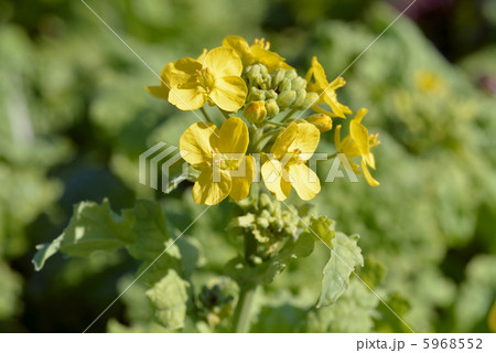 菜花 5968552