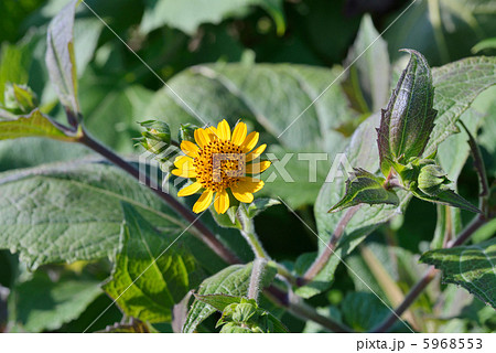 ヤーコンの花 5968553