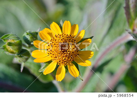 ヤーコンの花 ヤーコンの花 5968554