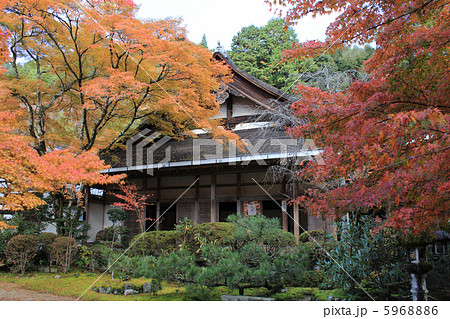 京都市右京区 槇尾山西明寺(客殿)の紅葉 京都市右京区 槇尾山西明寺(客殿)の紅葉 5968886