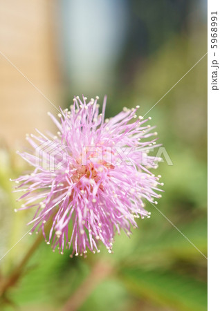 オジギソウ 5968991