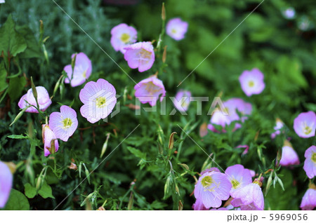 昼咲月見草 5969056