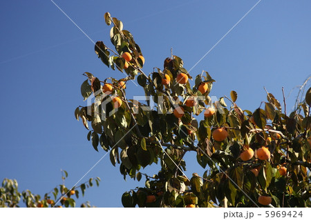 【秋の味覚 次郎柿】 【秋の味覚 次郎柿】 5969424