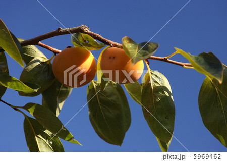 【秋の味覚　次郎柿】 5969462