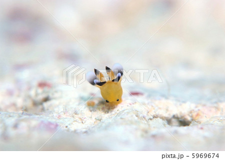 ピカチューウミウシ ピカチューウミウシ 5969674