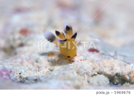 ピカチューウミウシ 5969676