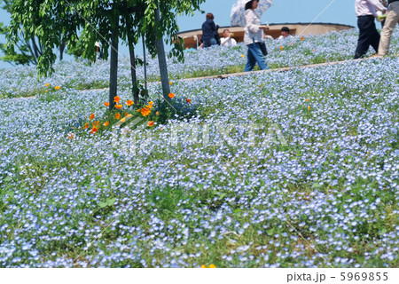 ネモフィラ_見物客 ネモフィラ_見物客 5969855