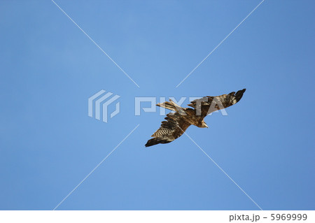 青空と鳶 青空と鳶 5969999