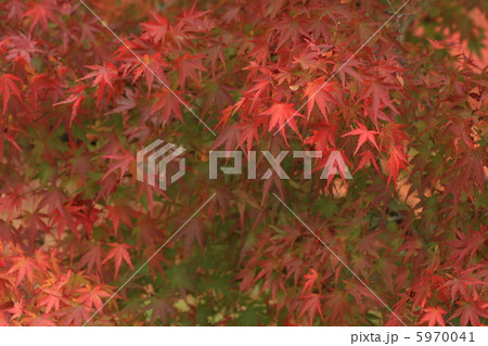 紅葉 紅葉 5970041