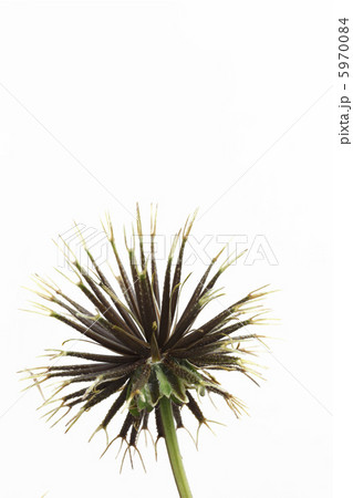 コセンダングサのひっつき虫 5970084